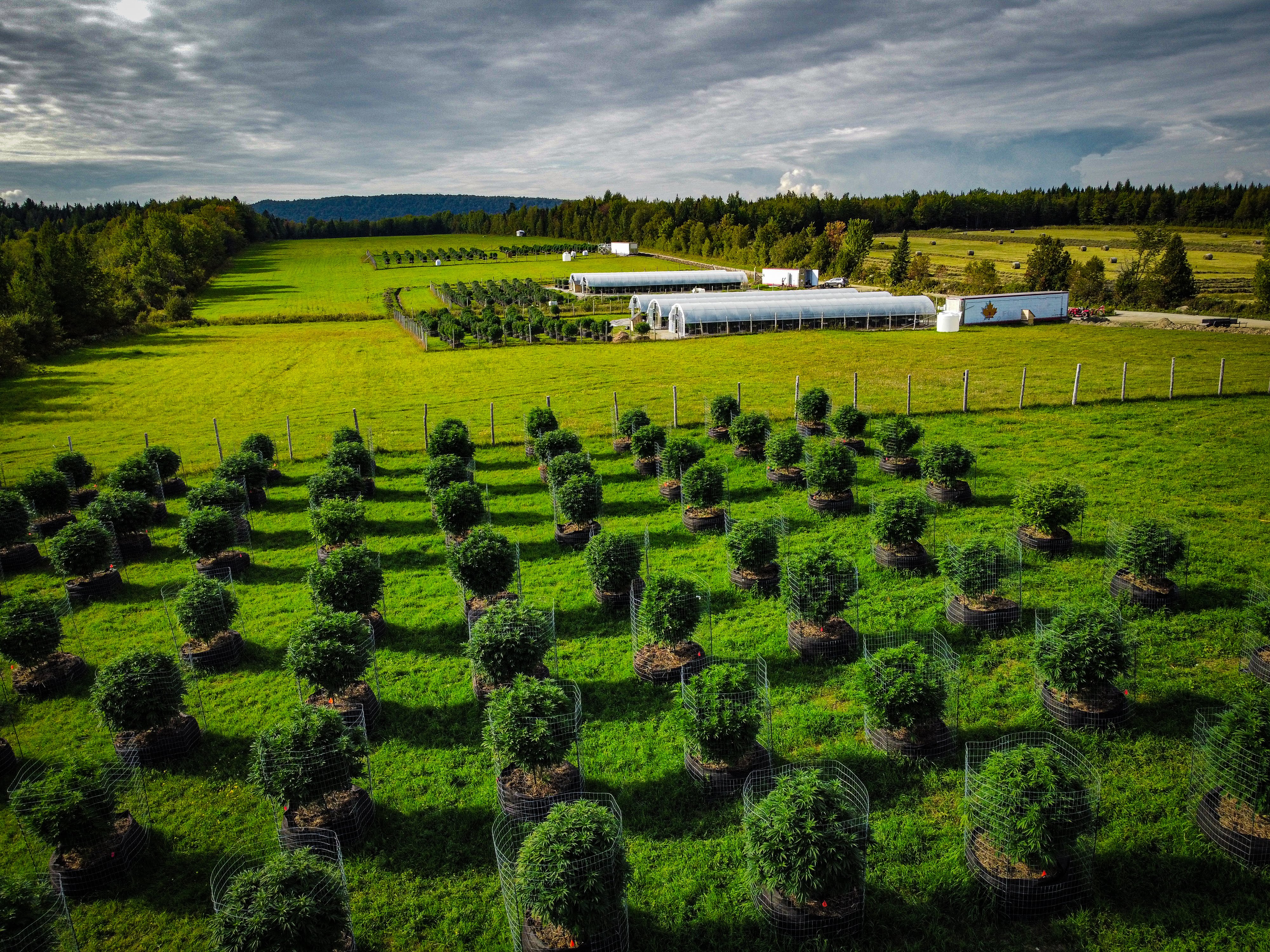 Aerial view of cannabis cultivation facility