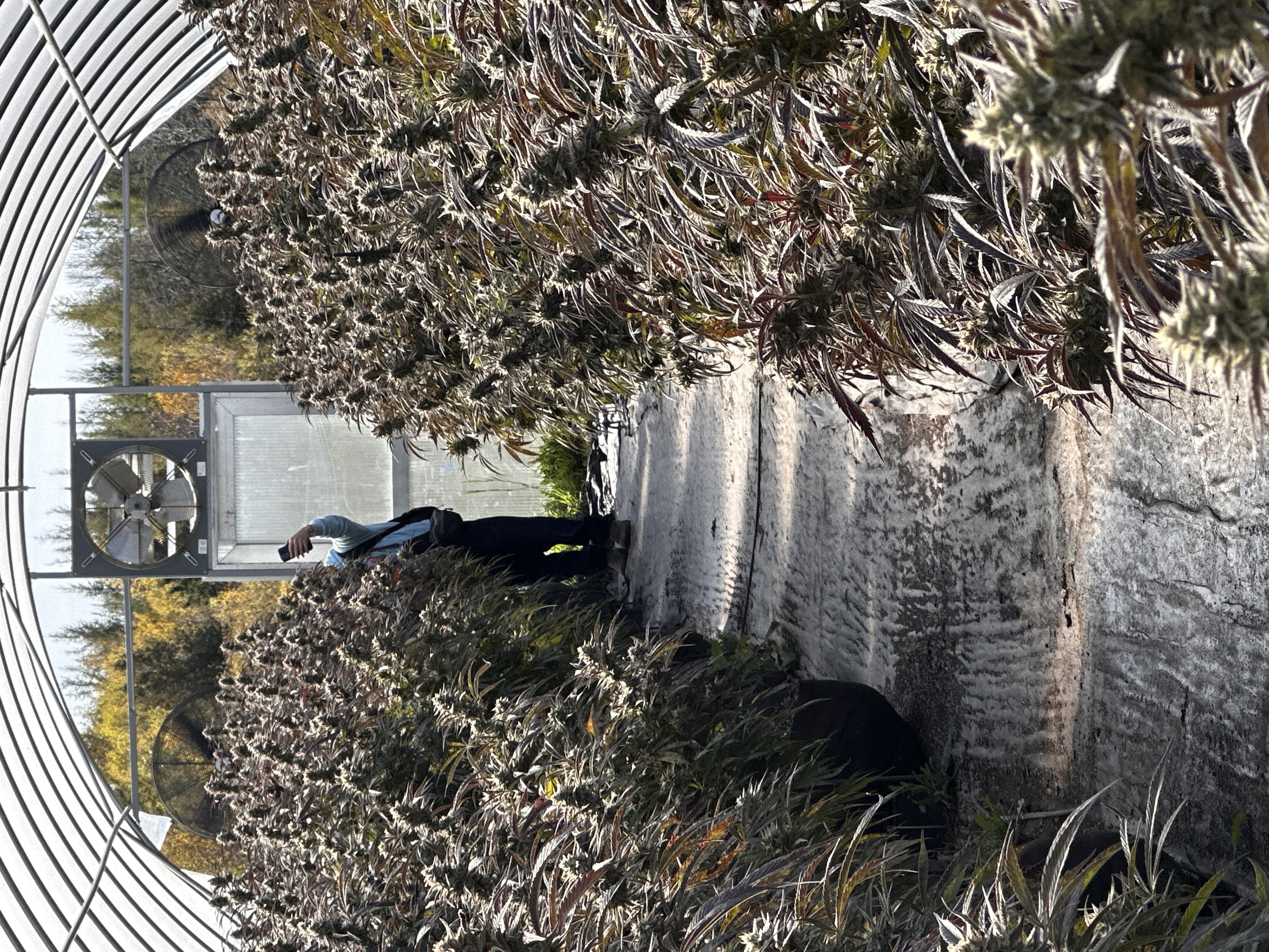 Inside a licensed greenhouse operation