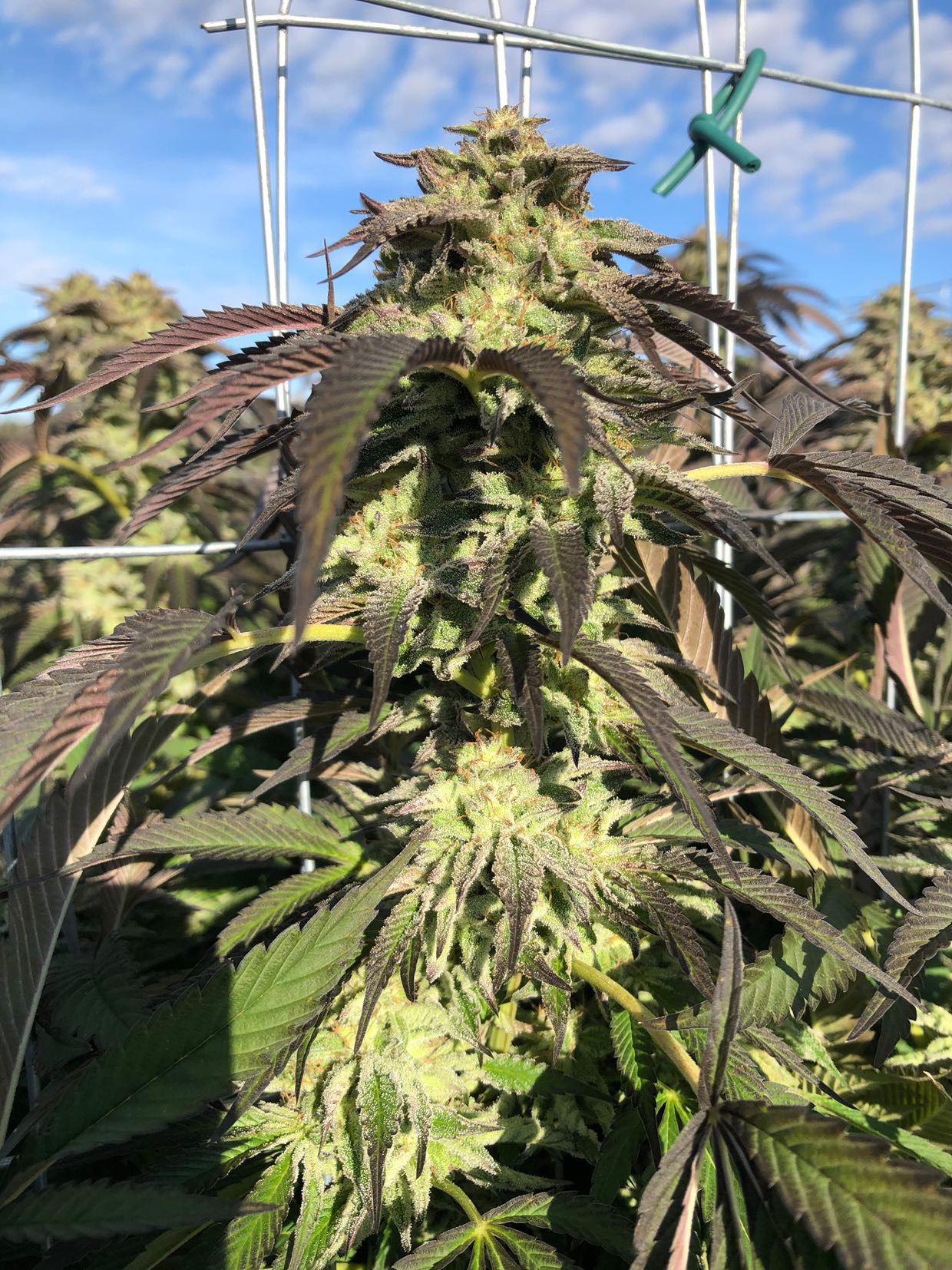 Premium cannabis flower close-up